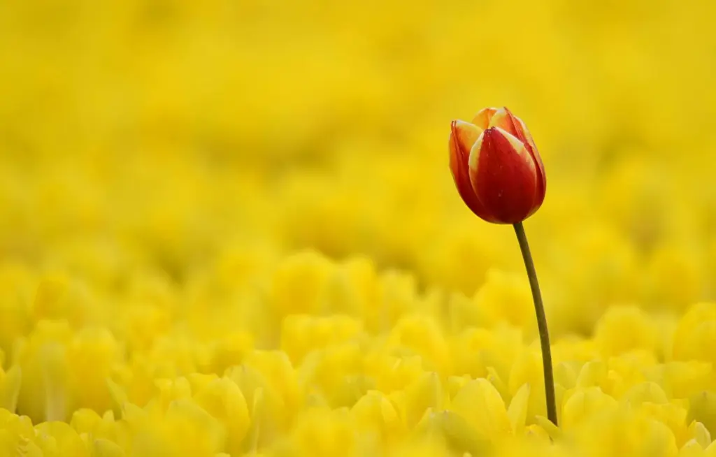 Tulipe dans un champ de colza